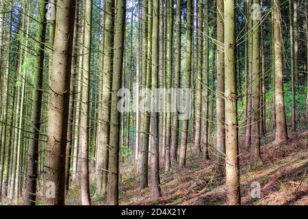 Die magische Welt des Waldes in bunten Farben / Wandern in der Natur ist gut für Seele und Körper Stockfoto