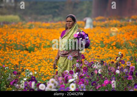 Khirai Midnavore, Westbengalen, Indien - 11. Oktober 2020 : eine Frau, die im Blumenfeld arbeitet Stockfoto