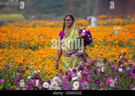 Khirai Midnavore, Westbengalen, Indien - 11. Oktober 2020 : eine Frau, die im Blumenfeld arbeitet Stockfoto