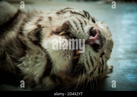 Schlafender weißer Tiger mit halb geöffneter Schnauze Stockfoto