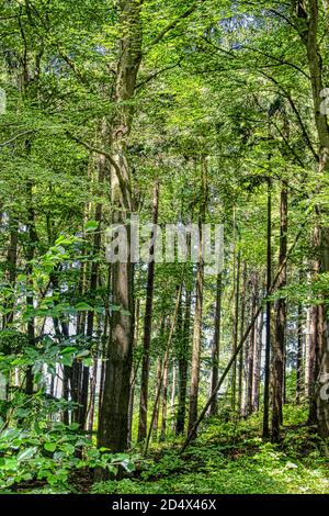 Die magische Welt des Waldes in bunten Farben / Wandern in der Natur ist gut für Seele und Körper Stockfoto