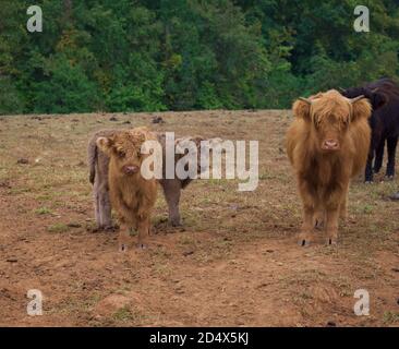 Herde von Hochlandkühen hinter Zaun im Feld. Stockfoto