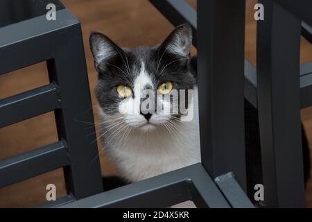 Schöne heimische graue Katze mit grünen Augen Stockfoto