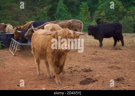 Herde von Hochlandkühen hinter Zaun im Feld. Stockfoto