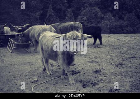 Herde von Hochlandkühen hinter Zaun im Feld. Stockfoto