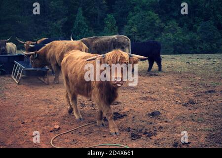 Herde von Hochlandkühen hinter Zaun im Feld. Stockfoto