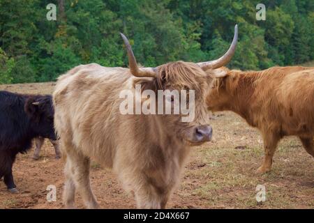 Herde von Hochlandkühen hinter Zaun im Feld. Stockfoto