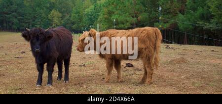 Herde von Hochlandkühen hinter Zaun im Feld. Stockfoto