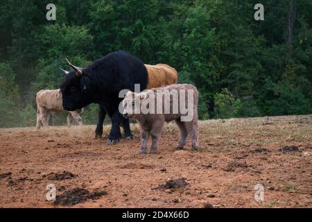 Herde von Hochlandkühen hinter Zaun im Feld. Stockfoto