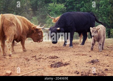 Herde von Hochlandkühen hinter Zaun im Feld. Stockfoto