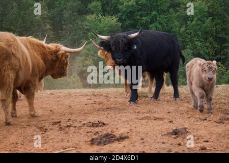 Herde von Hochlandkühen hinter Zaun im Feld. Stockfoto