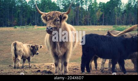 Herde von Hochlandkühen hinter Zaun im Feld. Stockfoto