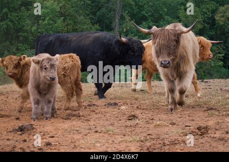 Herde von Hochlandkühen hinter Zaun im Feld. Stockfoto