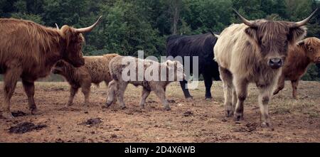 Herde von Hochlandkühen hinter Zaun im Feld. Stockfoto