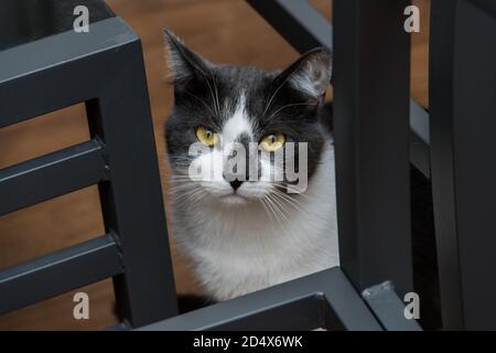 Graue und weiße Hauskatze mit grünen Augen Stockfoto