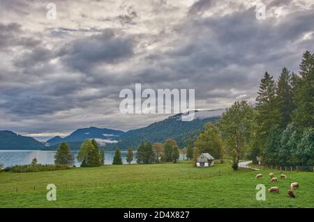 Schafe weiden auf einer grünen Wiese am Walchensee. Panorama-Berglandschaft mit einem Bergsee in den alpen. Stockfoto