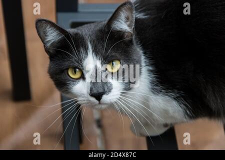 Nahaufnahme einer Hauskatze mit grünen Augen Stockfoto