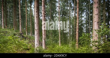 Kiefernwald in den belgischen Ardennen. Stockfoto