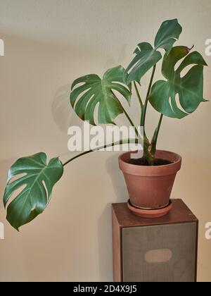 Gegossenes Philodendron auf Holz-Vintage-Lautsprecher. Inneneinrichtung. Botanische Pflanze auf antiken Holzlautsprecher. Stockfoto