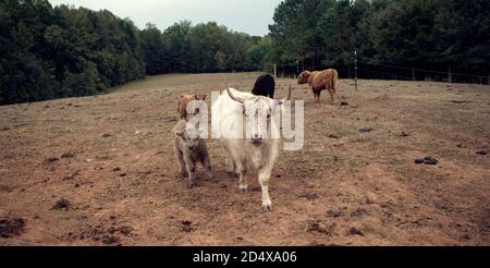 Herde von Hochlandkühen hinter Zaun im Feld. Stockfoto