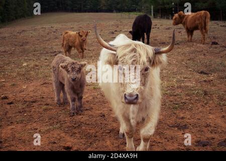 Herde von Hochlandkühen hinter Zaun im Feld. Stockfoto