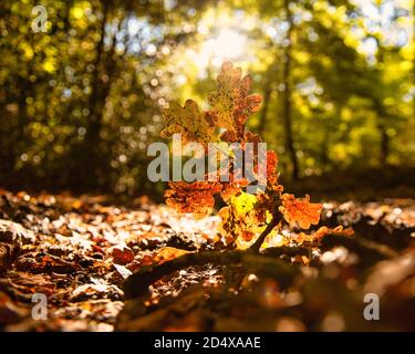 Bunte Herbsteiche Blätter rund um Chalfont st Giles, Chilterns, England Stockfoto