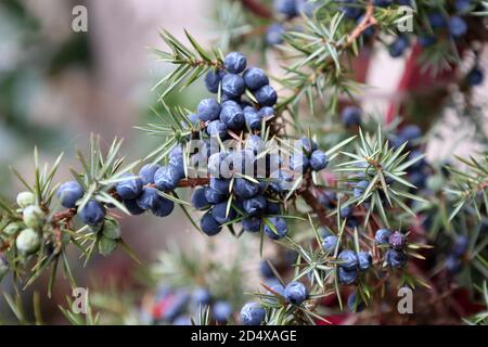 Grüner Wacholderzweig mit blauen Beeren Stockfoto