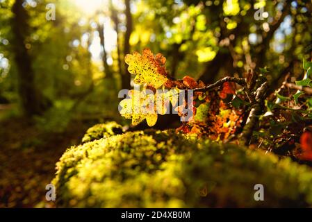 Bunte Herbsteiche Blätter rund um Chalfont st Giles, Chilterns, England Stockfoto