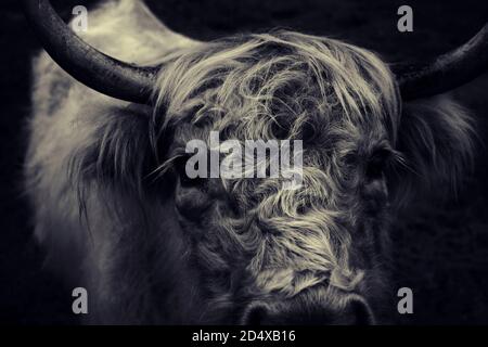 Fokussiere dich auf eine einzelne Highland-Kuh in Schwarz-Weiß, und betrate die Kamera. Stockfoto