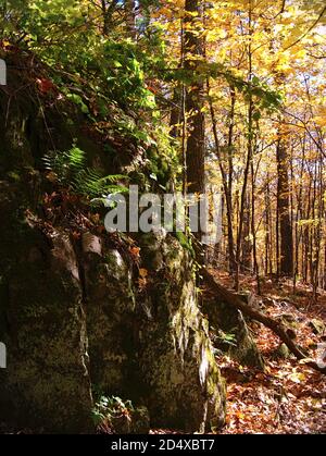 Atemberaubender Herbst/Herbst bei einer Thanksgiving-Wanderung in einem Quebecer Wald, Wakefield, Kanada. Stockfoto