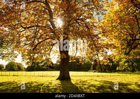 Farbenfrohe Herbstlandschaft rund um chalfont st giles, Chilterns, England Stockfoto