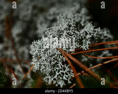 Nahaufnahme von grauem Rentiermoos (Cladonia rangiferina) und umgestürzten Kiefernnadeln in einem Quebecer Wald, Kanada. Kein Moos. Stockfoto