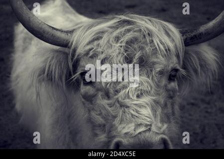 Fokussiere dich auf eine einzelne Highland-Kuh in Schwarz-Weiß, und betrate die Kamera. Stockfoto