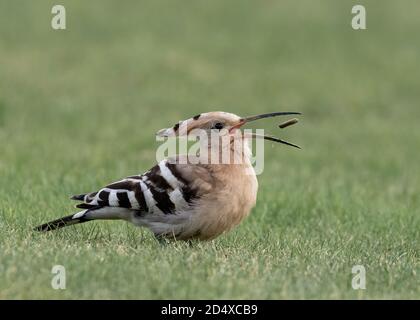 Eurasischer Wiedehopf Mit Wurfgrube Stockfoto