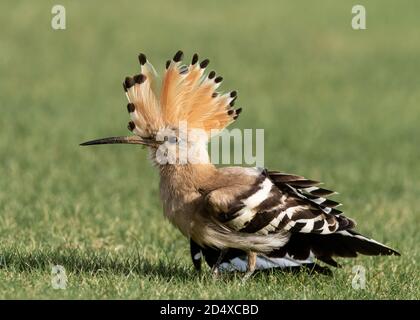 Eurasischer Wiedehopf mit erhobenem Wappen Stockfoto