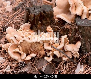 Der lockige Austernpilz wächst auf einem gefallenen Baumstumpf im Herbstwald. Stockfoto
