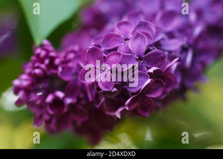 Fliederblüten von dunkelvioletter Farbe im Frühlingsgarten. Nahaufnahme. Unscharfer Hintergrund. Stockfoto