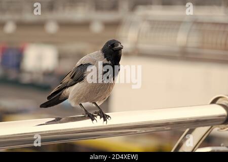 Auf der Suche nach einem Opfer. Schwarze Krähe sitzt auf der Suche nach Nahrung. Großer urbaner Krähenstich mit Aluminiumzaun entschärft den Hintergrund. Vogel in der Großstadt. Symbol für Pech und Tod. Symbolisiert Intelligenz. Stockfoto