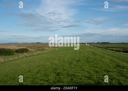 Grasbedeckter Deich mit weidenden Schafen bei Dornumersiel am Wattenmeer. Ostfriesland. Deutschland Stockfoto