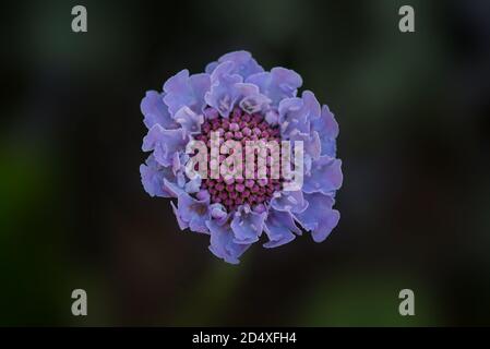 Nahaufnahme, Draufsicht auf eine sessende Scabius (Scabiosa columbaria) Blume an einem Arboretum in Kalifornien, USA, zentriert, mit viel Kopierraum Stockfoto