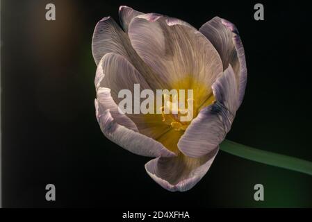 Öffnen Tulpenblume vor schwarzem Hintergrund, eine Blume, symbolisiert den Beginn des Frühlings Stockfoto