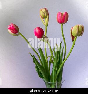 Bouquet von rosa Tulpenknospen und grünen Blättern, in einer Glasvase, von der Seite gesehen, nur oben auf dem Behälter gezeigt, High-Key und weiße Vignette, mit lea Stockfoto