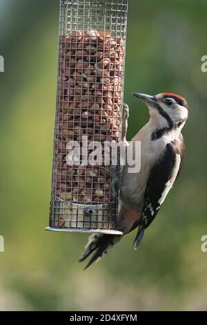 Ein junger großer Specht (Dendrocopos major) Festhalten an einem Garten Erdnussfeeder Stockfoto