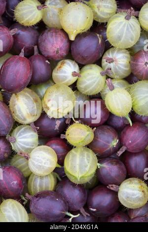 Eine Kombination aus Homegrown Hinnonmaki Red und Green Invicta Stachelbeeren Stockfoto