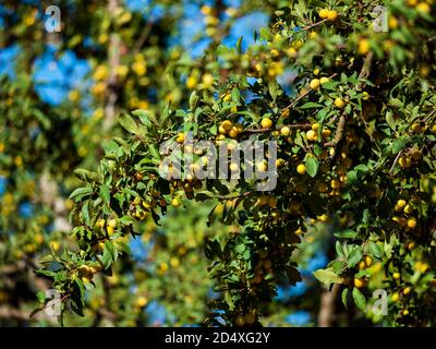 Reife Mirabelle Pflaume mit Obstbaum in der Sonne gestreut, Frankreich Stockfoto