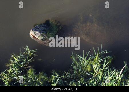 Eine große, moosbedeckte Schnappschildkröte in einem Teich in Ridgedale, Missouri. Stockfoto