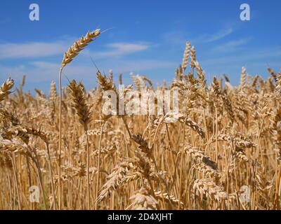 Weizenreifung auf dem Feld vor der Ernte, Nahaufnahme Stockfoto