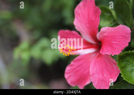 Selektive Nahaufnahme der roten Hibiskusblüte über unscharfen Hintergrund Stockfoto