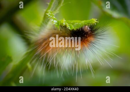 Frontalansicht einer jungfräulichen Tigermönche (Spilosoma virginica). Raleigh, North Carolina. Stockfoto