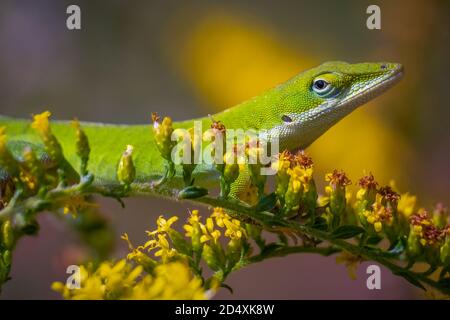 Grüne Anole (Anolis carolinensis) posiert auf gelben Blüten. Raleigh, North Carolina. Stockfoto